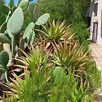 Apartment Domus Alghero